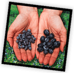 Hands with wild blueberries